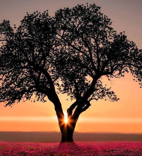 Az élet elfogadása