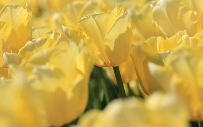 Amit jó tudni a sárga színről