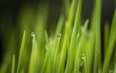 Amit jó tudni a zöld színről